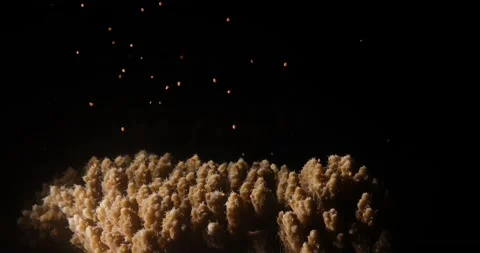 Coral reef spawning close-up: Acropora tenuis releasing egg-sperm bundles Stock Footage 144511018