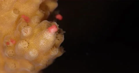Coral reef spawning macro: Acropora muricata releasing egg-sperm bundle in water Stock Footage 144510180