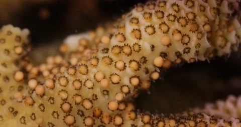 Coral reef spawning macro: Acropora millepora releasing egg-sperm bundles Stock Footage 144528796