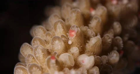 Coral reef spawning macro Acropora intermedia releasing egg-sperm bundle Stock Footage 144584838