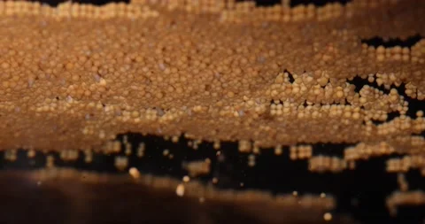 Coral reef spawning macro: Egg-sperm bundles floating to water surface Stock Footage 144579703