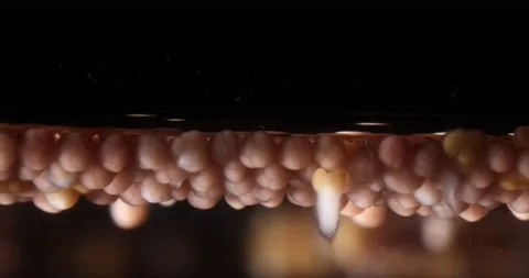 Coral reef spawning macro: Egg-sperm bundles floating at water surface Stock Footage 144581494