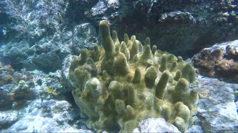 Coral reef in St John Stockbeeldmateriaal 67522215