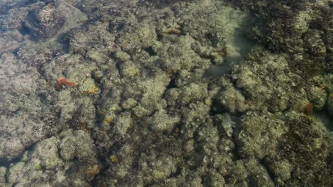 Coral Reef Surface Texture in Shallow Water During Low Tide 스톡 동영상 340005375