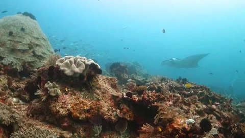 Coral reef surrounded by small fish with an oceanic manta swimming behind Stock Footage 130236345