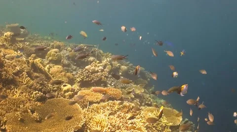 Coral reef with table corals Stock Footage 42124951