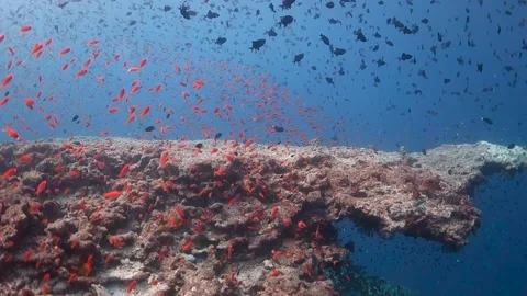 Coral reef teeming with bright orange fish Stock Footage 130236406