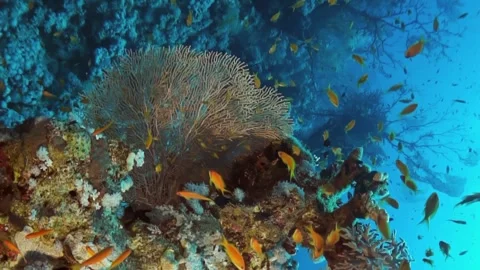 A coral reef is teeming with fish, including a large number of orange fish Stock Footage 276075492