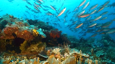 Coral reef teeming with life and small fish Stock Footage 130236400