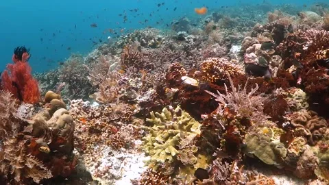 Coral reef teeming with life Stock Footage 130236462
