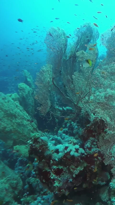 A coral reef is teeming with life, including fish and other sea creatures Stock Footage 276237044