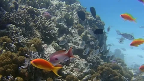 Coral reef teeming with life in the Red Sea during midday Stock Footage 312488111