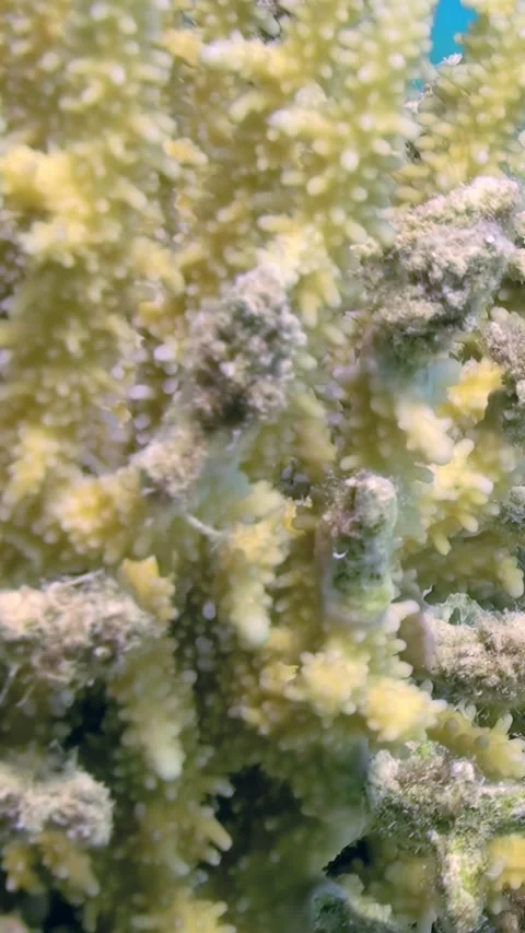 Coral Reef Teeming With Life in Tropical Paradise Stock-Footage 340437767