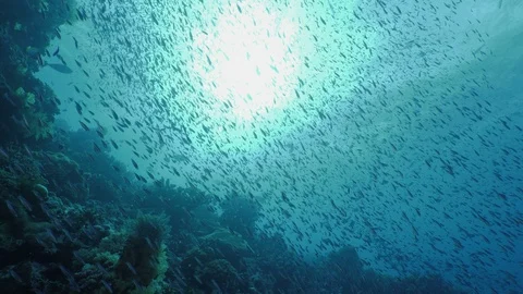 Coral reef with thousands of schooling fish, sunlight in back, Indonesia Video stock 100683370