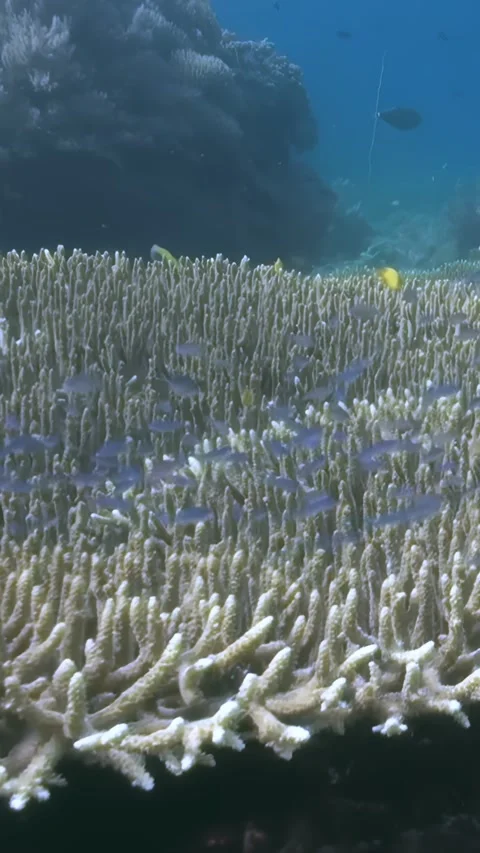 Coral Reef Thrives With Tiny Fish in the Early Morning at Apo Island Video stock 326365901