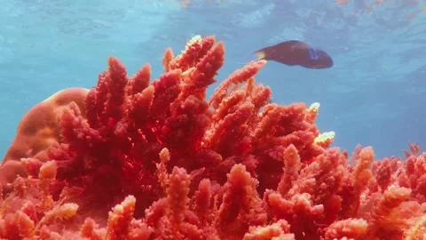 Coral Reef with tiny fish Vídeo Stock 157673352