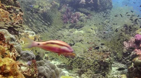 Coral reef tons of fish Stock Footage 10750290