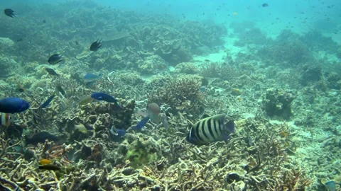 Coral Reef With Tons Of Fish Stock Footage 154457346