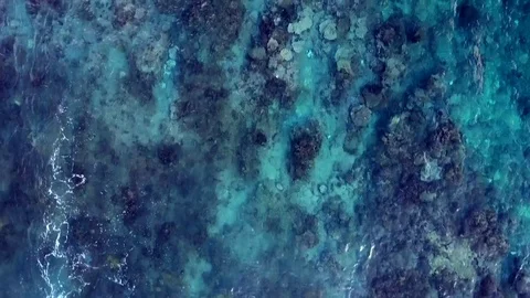 Coral / reef top down Stock Footage 76718849
