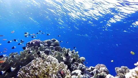 Coral reef, tropical fish. Warm ocean and clear water. Underwater world. Stock Footage