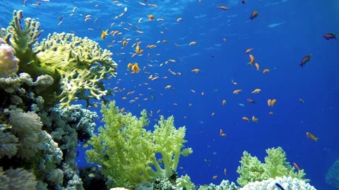 Coral reef, tropical fish. Warm ocean and clear water. Underwater world. Stock Footage