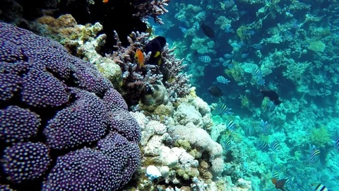Coral reef, tropical fish. Warm ocean and clear water. Underwater world. Stock Footage