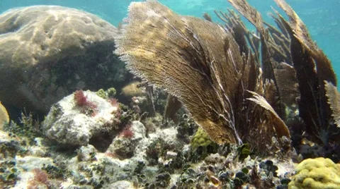 Coral Reef: Tropical Stock Footage 7755065