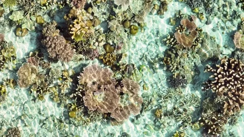 Coral reef in the tropics. Stock Footage 243539330