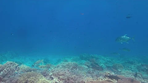 Coral reef with a Turtle and Trevallies. 4k Stock Footage