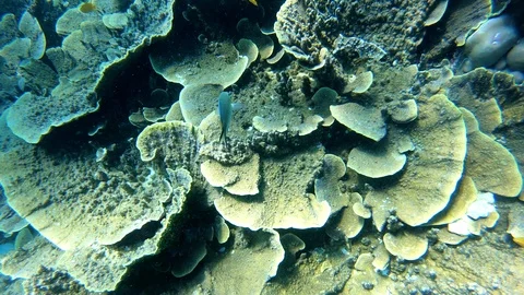 Coral Reef Under the Sea Stock Footage 106715717