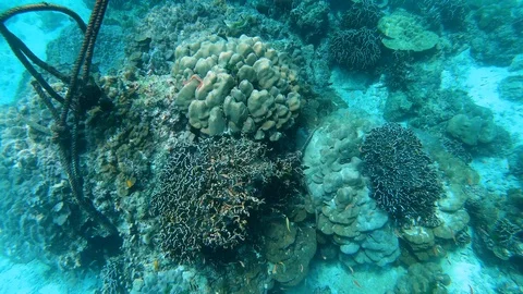 Coral Reef Under the Sea Stock Footage 106715729