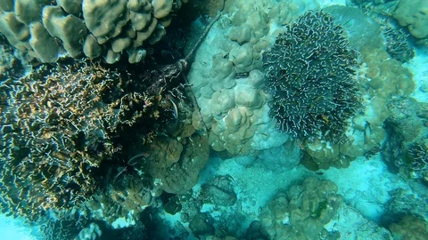 Coral Reef Under the Sea Stock Footage 106715855