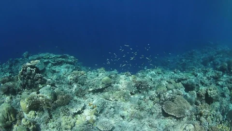 Coral reef underwater Video stock 98531831