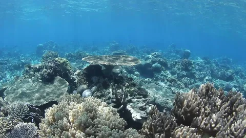 Coral reef underwater Stockbeeldmateriaal 119868994