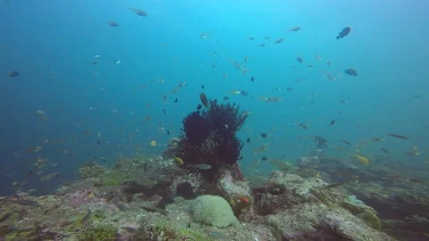 Coral reef underwater Stock Footage 132467476