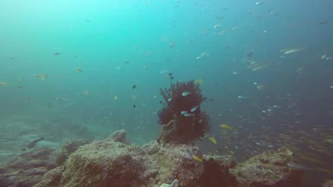 Coral reef underwater Video stock 132467477