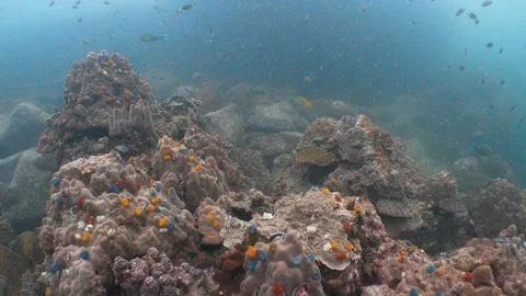 Coral reef using wide angle lens Stock Footage 282524222