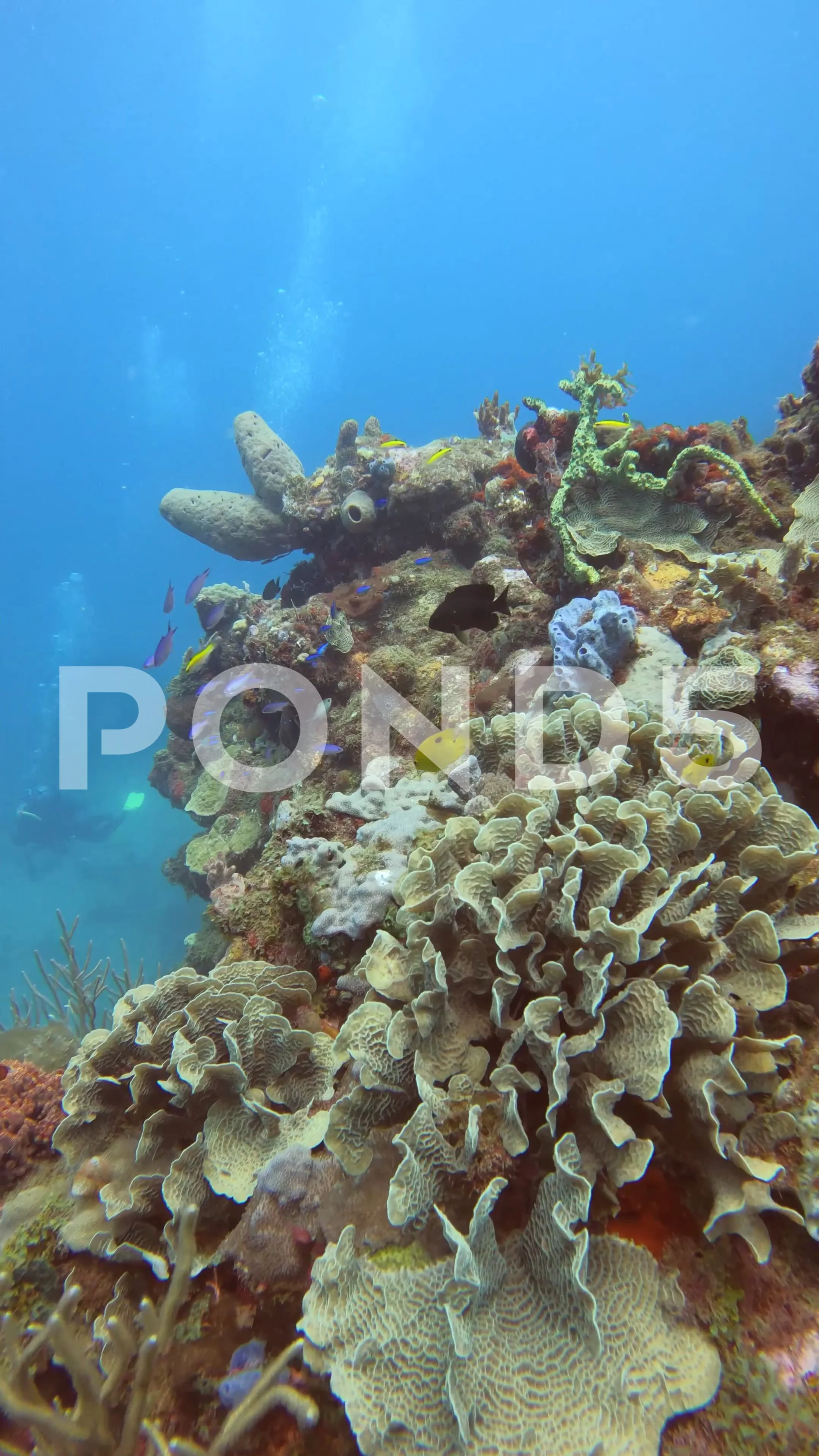 1,951 Coral Reef Vertical Stock Video Footage - 4K and HD Video Clips