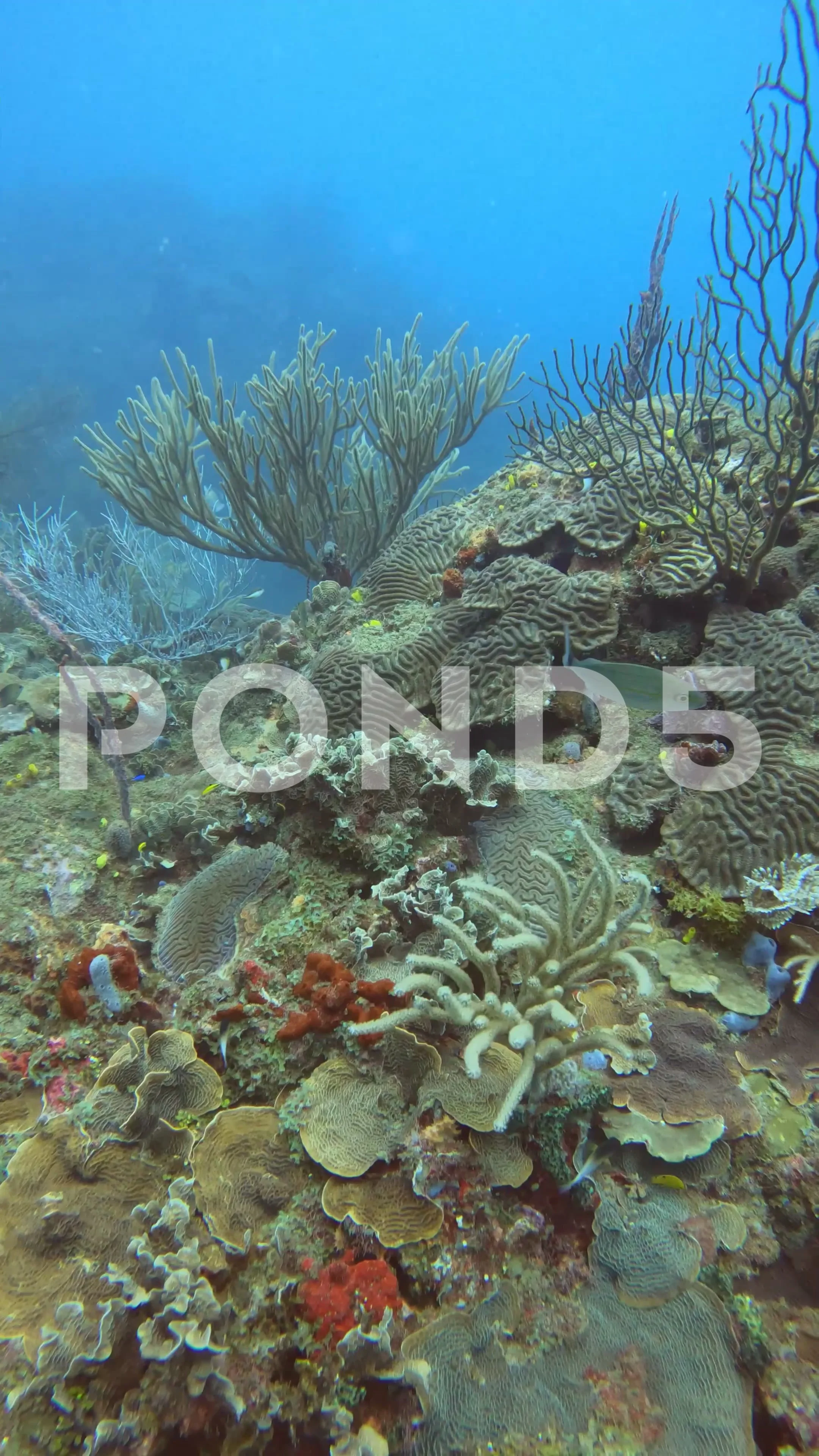 1,951 Coral Reef Vertical Stock Video Footage - 4K and HD Video Clips