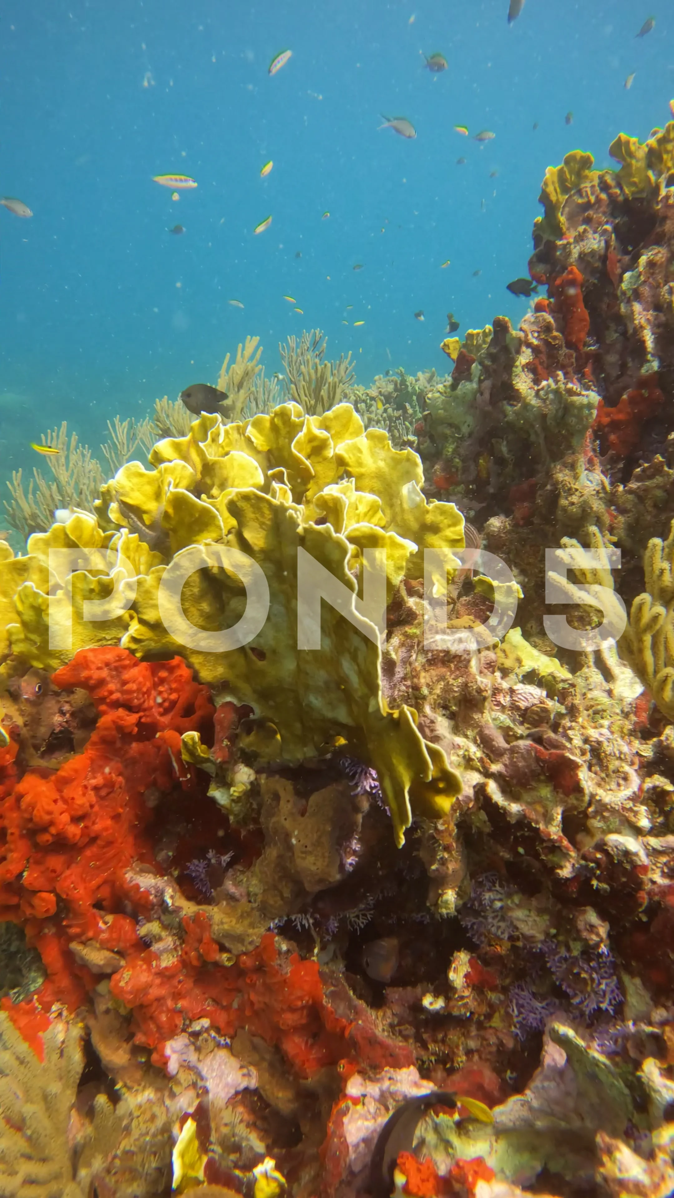 1,951 Coral Reef Vertical Stock Video Footage - 4K and HD Video Clips