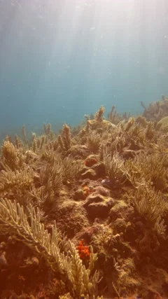 1,951 Coral Reef Vertical Stock Video Footage - 4K and HD Video Clips