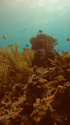 1,951 Coral Reef Vertical Stock Video Footage - 4K and HD Video Clips