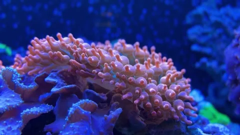 Coral reef video Stock Footage 286788504