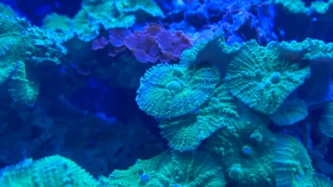Coral reef video Stock Footage 286788547