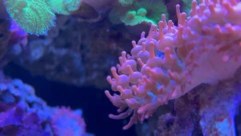 Coral reef video Stock Footage 286788670