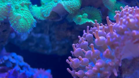 Coral reef video Stock Footage 286788810