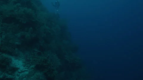 Coral Reef Wall in Belize Stock Footage 306498754
