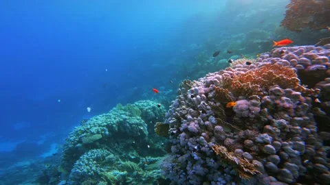 Coral reef wall fading into deep blue water with scattered colorful reef fish in 스톡 동영상 340869330