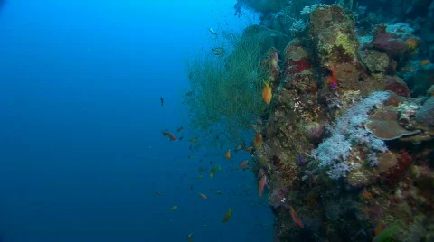 Coral reef wall Stock Footage 125801