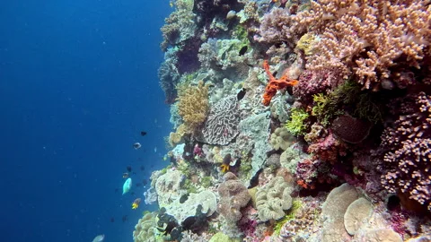 A coral reef wall in Indonesia. Vídeo Stock 302269768